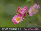 CIPA花の写真コンテスト「Eternal Flame 2024」