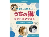 変わった柄のうちの猫フォトコンテスト