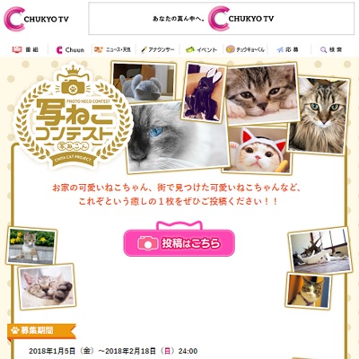 写ねこコンテスト2018