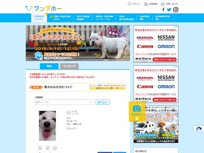 愛犬のぶさかわフォト