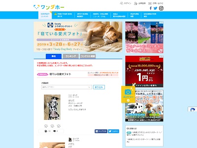 寝ている愛犬フォトコンテスト