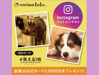 犬猫instagramフォトコンテスト 笑える一枚 全国フォトコンテスト情報ポータル Picru ピクる
