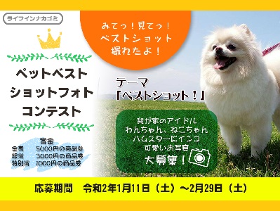 我が家のペットベストショットコンテスト