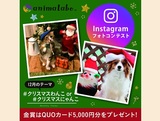 犬猫Instagramフォトコンテスト「クリスマスわんこ、クリスマスにゃんこ」