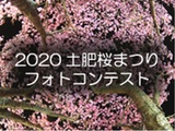 2020　土肥桜祭りフォトコンテスト