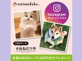 犬猫「おねだり中」Instagramフォトコンテスト