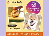 犬猫Instagramフォトコンテスト「ぽかぽか」