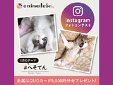 犬猫Instagramフォトコンテスト「#へそてん」