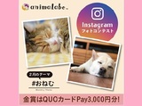 Instagramフォトコンテスト「#おねむ」