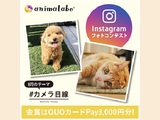 Instagramフォトコンテスト「#カメラ目線」