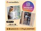 Instagramフォトコンテスト「#見守り隊」