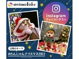 Instagramフォトコンテスト「#わんにゃんクリスマス2022」