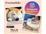 Instagramフォトコンテスト「#ねんね」