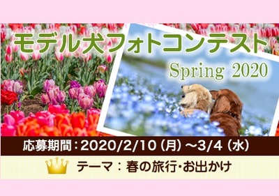 イヌトミィ モデル犬フォトコンテスト Spring 2020