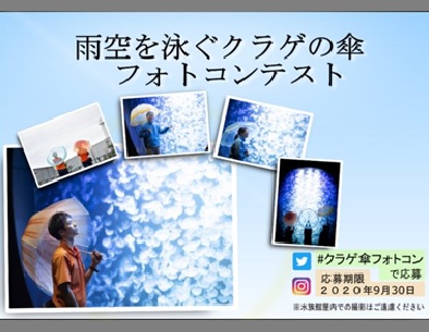 雨空を泳ぐクラゲの傘 フォトコンテスト