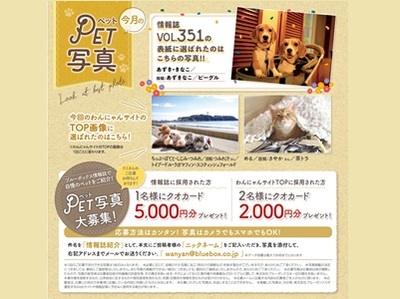 春号 ブルーボックス無料情報誌の表紙募集