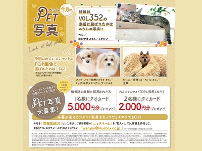 夏号 ブルーボックス無料情報誌の表紙募集