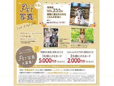 冬号 ブルーボックス無料情報誌